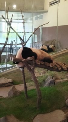 pandacopanda626's profile picture. パンダコパンダは見たことないけど。