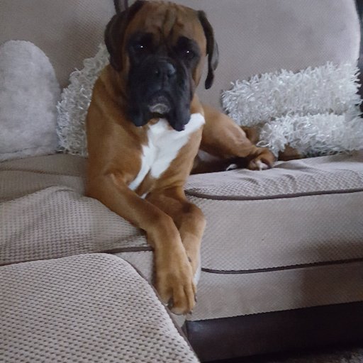 Booboowalks1's profile picture. Dog training, boarding, grooming and walking. Avening, Amberley, Nailsworth, Tetbury and surrounding areas.