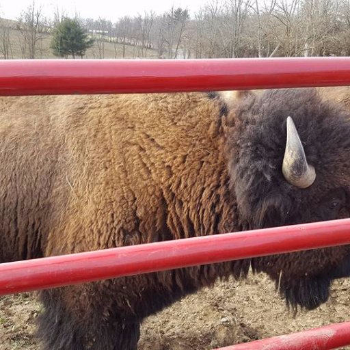 bossbisonranch's profile picture. Fresh Meat Market, Buffalo Meat, Bison Farm, Bison Lunch Wagon, Buffalo Education, Buffalo Farm Tours