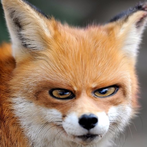 mieserRotfuchs's profile picture. Satire aus dem Wald