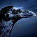 Crow of the Universe (@Safru420) Twitter profile photo