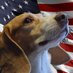 Good Pups vote Harris (@beagleforpres) Twitter profile photo Good Pups vote Harris (@beagleforpres) Twitter profile photo