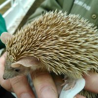 こっこ (@wa_chun14) 's Twitter Profile Photo