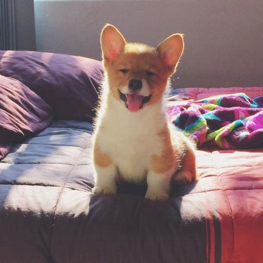 All About Corgis