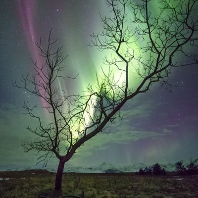 humorflo's profile picture. 