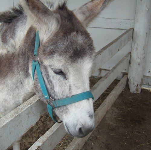 SuicaDaisuki's profile picture. 