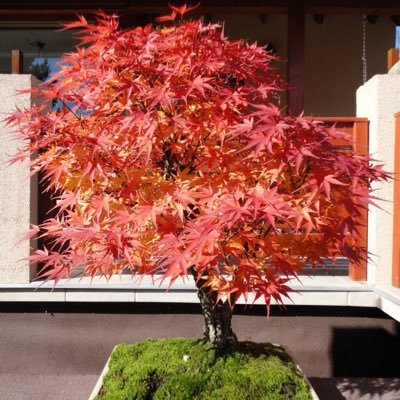 japjen786's profile picture. 