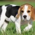 Loriann Showalter (@dogstip) Twitter profile photo Loriann Showalter (@dogstip) Twitter profile photo