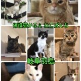 2019年3月16日一宮に移転しました!!里親さん募集型猫カフェです(*^^*) 営業時間は11時~20時(受付は19時迄) 月曜が定休日。駐車場あります!! 島村公民館前バス停隣 TEL,09017822256 Instagram、アメブロもやってます!!(ฅ'ω'ฅ)