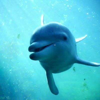 #FightForTheVoiceless #Tweet4taiji #Tweet4Dolphins #EmptyTheTanks #StopYulin #StopBoknal #DolphinProject #SeaShepherd #AllLifeMatters
