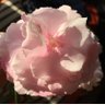 calin_a's profile picture. Those who’d give up essential liberty to purchase a little temporary safety, deserve neither liberty nor safety! The day we give in is the day we DIE!