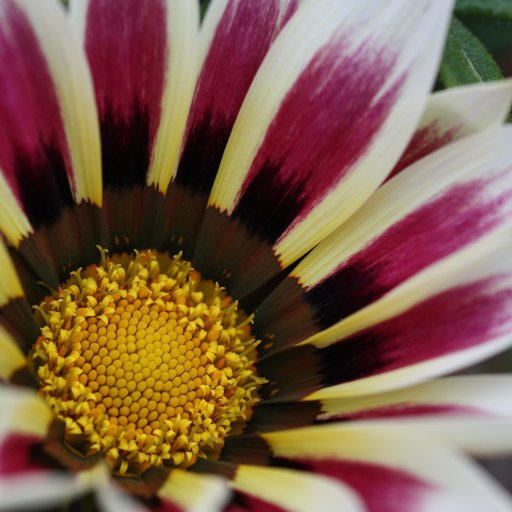 1beluga's profile picture. 写真アカウント