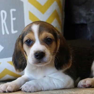 puppysruswp's profile picture. We are a private breeder with many years of experience in the puppy and animal industry. Our goal is to help you find the perfect puppy for your family.