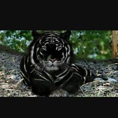 Tigre Noir On Twitter Https T Co 3llvsptxa3 Seul Sous La Pluie