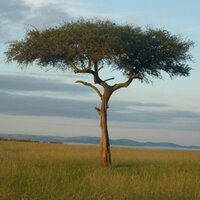 Tours and Safaris | TasteOfAfricaSafaris.com (@toursandsafaris) 's Twitter Profile Photo