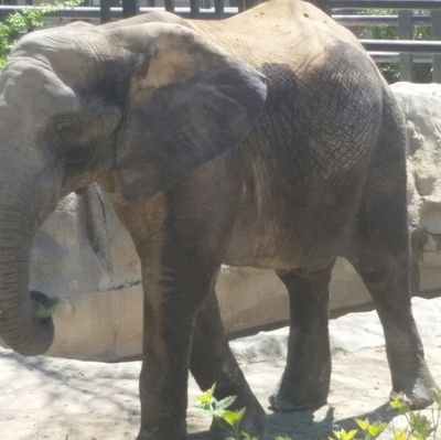 fodayfofanah16's profile picture. never say never!!