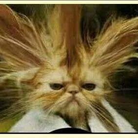 Sherri Curtis Profile