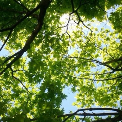 一度折れた翼
もう一度
羽ばたきたくて
もがいたけれど
···
なぜ
傷つけることしかない
言の葉を
平気で使える
人が
いるのかなあ···
翼の折れた私には
強すぎます
泣いて泣いて
恨んでしまって
治りかけた翼
黒く汚されてしまいました