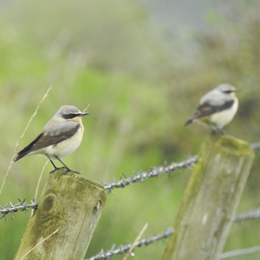 Devon Birds Profile