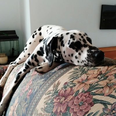 ahester1988's profile picture. 