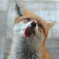 Hourlyfoxes(@hourlyfoxes) 's Twitter Profileg