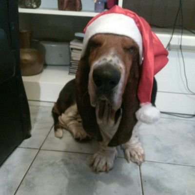 adrian_turi's profile picture. Pescador