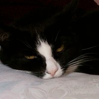 The Weary, Cranky Old Woman π (@harrycatpurrs) 's Twitter Profile
