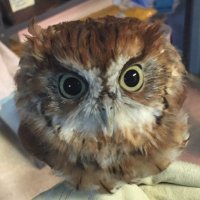Laura Liccione (@laura4mdschools) 's Twitter Profile