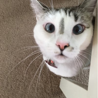 scottycatt Profile
