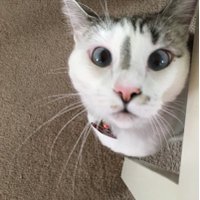 scottycatt 🐁(@scottycatt) 's Twitter Profile Photo