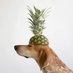 pineapple_dog (@pineapple_dog1) Twitter profile photo pineapple_dog (@pineapple_dog1) Twitter profile photo
