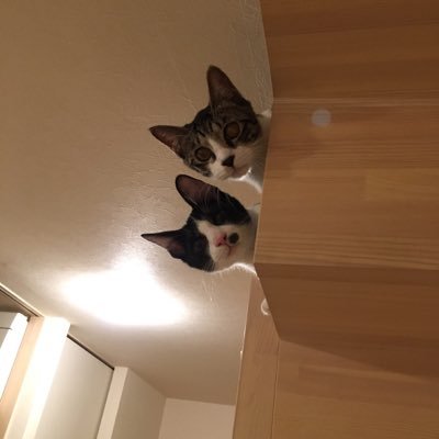 iayruhiay's profile picture. 