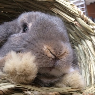 しょーこはあすかの下僕 うさぐらふ בטוויטר 某漫画アプリの某漫画の某シーン うさぎと暮らす私からしたら こんなこと考えられない ハーネスの つけ方 遊ぶ時間 外に出すリスク 漫画家さんにもお勉強してもらいたいなぁ と思うのでした この漫画自体はめっちゃ しょーこはあすかの下僕 うさぐらふ בטוויטר 某漫画アプリの某漫画の某シーン うさぎと暮らす私からしたら こんなこと考えられない ハーネスの つけ方 遊ぶ時間 外に出すリスク 漫画家さんにもお勉強してもらいたいなぁ と思うのでした この漫画自体はめっちゃ