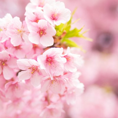 くらしと花言葉 アジサイ 紫陽花 梅雨の時期に咲く花 と言えば日本で連想するのは このお花なのではないでしょうか 日本では奈良時代から親しまれています アジサイの花言葉は 移り気 浮気 一家だんらん など アジサイについて