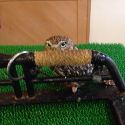 小説に関係ある人ならどんどんフォローしてると思うんでよろしくお願いします(*^^*)無言フォローすみませんm(_ _)m 将棋が割と好きだったりしますが、普通の人より少し知ってるくらいです。めっちゃTRPGやってみたい!DMくだされば反応します(≧∇≦)/