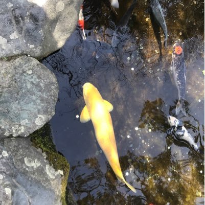 yj7v_g's profile picture. モンスト代行 運極作り代行します たまにチートも使います  買取もしています