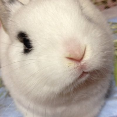 社会人。日常、趣味のこと。最近はシーリングスタンプ、ちいかわにはまり中🤭 腐女子。雑食です。なんでも色々好き!鉱物、アンティーク、可愛いもの、ハンドメイド雑貨好きです。ウサギ飼い🐰