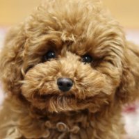 とーま (@kozis999) 's Twitter Profile Photo とーま (@kozis999) 's Twitter Profile Photo