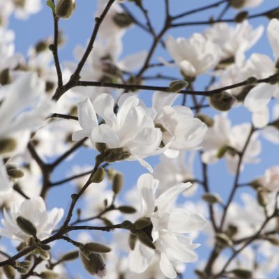 jacopastrious's profile picture. 