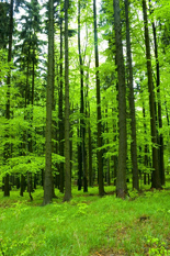 go blog green is a growing blog focused around green, eco-friendly ways to live with an emphasis on green building