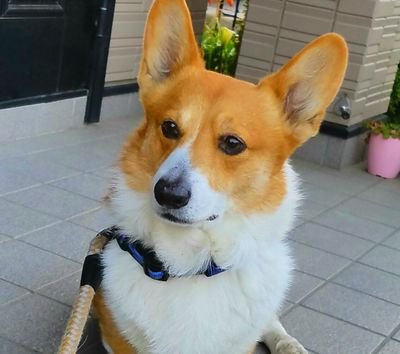 GReeeeN90554251's profile picture. 犬種:コーギー🐶
名前:クッキー🚹(10歳)
2016.12.13『会陰ヘルニア発症』手術しました🐾🐾コギ🐶可愛くて癒されるなぁ～🌿🍀GReeeeNも好き🍀🎶どうぞよろしくです🙇💓