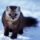 Lord_Marten's profile picture. I ❤️martens | Got nothing else to say