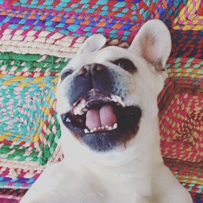 Auf Fiffibene zwitschern Wilma & Neele. Zweibeiner Neele ist Hundenärrin, #Hunde Mama von Wilma, dem Blogwildfang, #Bloggerin, #Journalistin und Hundehaarmagnet