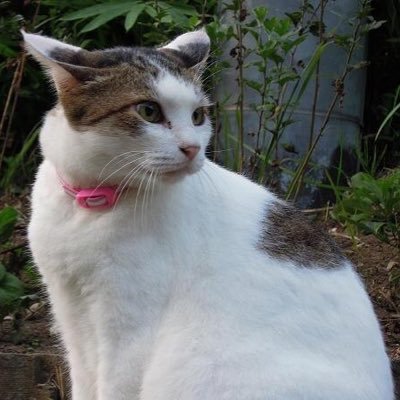 カナデル - Search / X