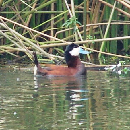 Pajarera e investigadora en biodiversidad para su #conservacion #ornitologia #profesora universitaria