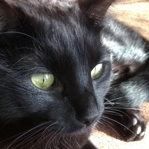 MelissaWittman3's profile picture. 