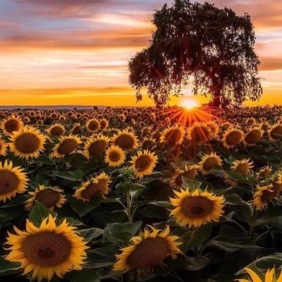 aliFalahati12's profile picture. 