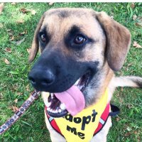 RESCUEDOhio (@rescuedohio) 's Twitter Profile