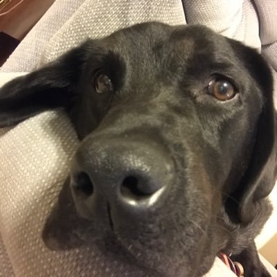 the_huayra's profile picture. When's lunch?