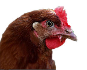 UrbChickenCoops's profile picture. We make backyard chicken coops and supply hens - Ireland